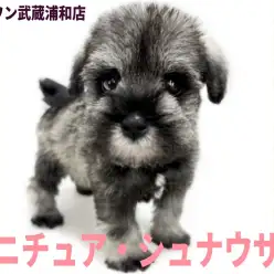 【 ミニチュア・シュナウザー 】最上級に可愛いお顔と穏やかな性格が魅力の美少女