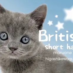 【 ブリティッシュショートヘア 】究極の癒し系キャット!丸顔猫好きさん集合です!
