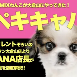 【 キャバリアMIX 】大倉山店初！ペキニーズ×キャバリアの超新星MIXわんこ！