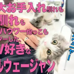 【 ノルウェージャン】三大お手入れも人馴れもマスターしたTV好きにゃんこに成長!