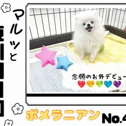 【 マルっと東川口日和No.42 】好奇心旺盛！お外デビューを果たしたポメちゃん