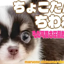 【 チワワ 】人気のチョコタンカラー！片手サイズで優しい性格は初心者にもオススメ