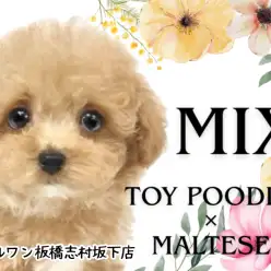 【 MIX 】最強遺伝子の持ち主！完璧なルックスのプーマルちゃんが板橋区に登場！