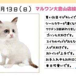 【 ラグドール 】温厚で美しい大型ネコちゃんが好きな方はこの子に決まり！