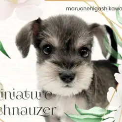 【 ミニチュアシュナウザー 】オリジナル要素がたくさんな優しい性格の男の子！