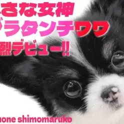 【 チワワ 】母性本能くすぐる愛らしさの持ち主！白黒カラーで小さめサイズの女の子