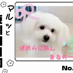 【 マルっと東川口日和No.41 】ケアdayのポメマルちゃんに密着!