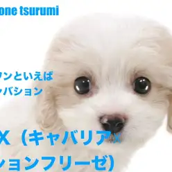 【 MIX 】大人気MIX(キャバション)の男の子!