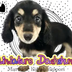 【 ミニチュアダックス 】愛と胴がギュッと詰まった漆黒の正統派イケメン登場！