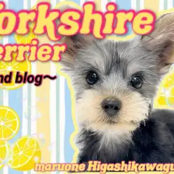 【 ヨークシャーテリア 】2nd！様々なデビューを果たしたヨーキーちゃんに密着！