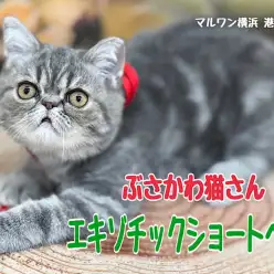 【 エキゾチック 】生後6ヶ月！安定感のあるむっちりボディに成長中