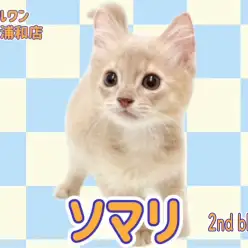 【 ソマリ 】パパがZCCトリプルチャンピオン！フォーンカラーの男の子