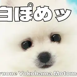 【 ポメラニアン 】愛されフェイスのポメラニアンがやってきた！