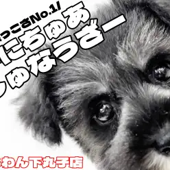 【 ミニチュアシュナウザー 】愛嬌たっぷりで陽気な性格!キュートな魅力満載の女の子