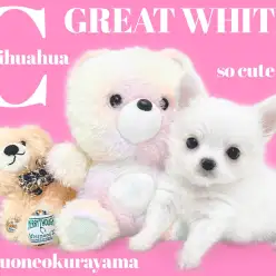 【 チワワ 】小柄なのに心は寛大!とっても勇敢なゲキカワプリンス登場!