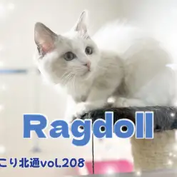 【 ほっこり北通vol.208 】360度イケメンなラグドールくん!