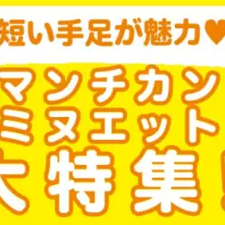 【 マンチカン・ミヌエット特集 】8/21現在在店中の短足ニャンコ！最新動画付き