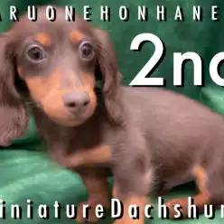【 ミニチュアダックス 】甘えん坊で健康的！初めてでも安心なダックスちゃん！