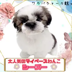 【 シーズー 】明るい性格のペチャの鼻の可愛い女の子