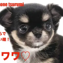 【 チワワ 】艷やかなブラックタン&ホワイトカラーの女の子!!