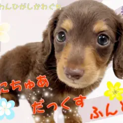 【 ミニチュアダックスフント 】凛々しさと穏やかさを兼ね揃える優しい美男子!