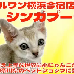 【 シンガプーラ 】世界最小の希少猫種！超短毛の甘えん坊にゃんこが横浜に登場！