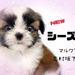 【 シーズー 】入店時770gの小さめシーズーが志村坂下店に新しく仲間入り！