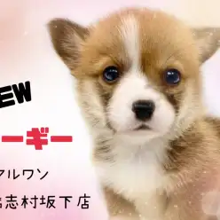 【 コーギー 】 可愛いだけじゃない！魅力満載のむちむちコーギーくんが登場！