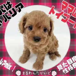 【 キャバリア×トイプードル 】Z世代も注目！？癒し度満点の超レアMix犬降臨！
