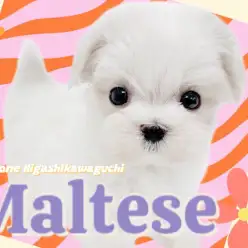 【 マルチーズ 】真っ白な被毛に纏われた手のひらサイズの激かわ小さめプリンセス！