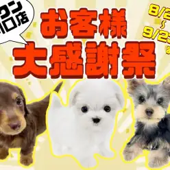 【 お客様大感謝祭スタート! 】東川口店に在店しているワンちゃん達をご紹介!