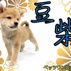 【 豆柴 】誰もが足を止める人気者！中身も性格も可愛い豆柴ちゃん