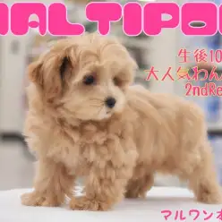 【 MIX・マルプー 】元気いっぱい愛嬌バツグンのアプリコット女子の生後110日レポート!