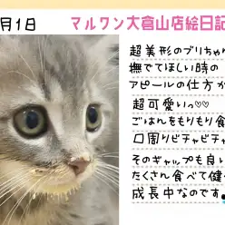 【 ブリティッシュショートヘア 】モリモリ食べて健やかに成長中な甘ブリちゃん!