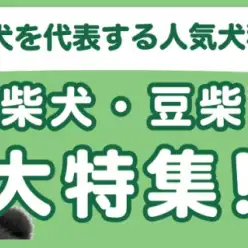 【 柴犬・豆柴特集 】8/7現在在店中の和犬代表の人気犬種！最新動画は必見！