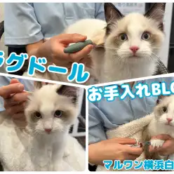 【 ラグドール 】温厚にゃんこ代表！抱っこもできる甘えん坊男子のお手入れに密着！