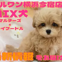 【 MIX 】初心者ユーザー必見！フレンドリーに成長中のマルプーの男の子！