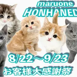 【 お客様大感謝祭  】マルワン本羽田店の甘えん坊ネコちゃんのご紹介!