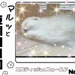 【 マルっと東川口日和No.66 】性格も満点な激カワ垂れ耳スコちゃんが登場！