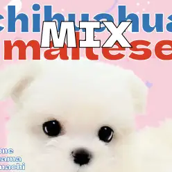 【 MIX 】チワワ×マルチーズ！小さな体に溢れる魅力！
