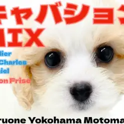 【 キャバション 】キャバリア×ビションの超アイドルMIXが横浜元町に降臨!