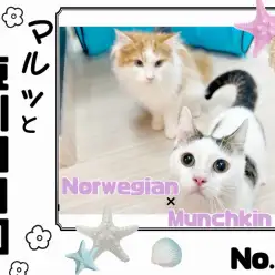 【 マルっと東川口日和No.56 】猫馴れ完璧の短足マンチくんと美形ノル君