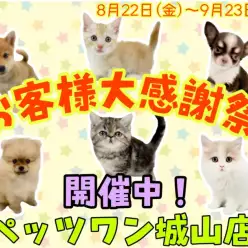 【 お知らせ 】お客様大感謝祭開催中!気になるあの子をお迎えするチャンス