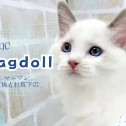 【 ラグドール 】コットンのように白く柔らかい癒やしの手触り！甘え上手な男の子！