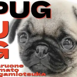 【 パグ 】ぶちゃかわの魅力!ペチャ顔の癒し系わんこがあなたに笑顔を届けます!