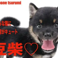 【 豆柴 】つぶらな瞳に麻呂眉がとてもキュートな女の子!