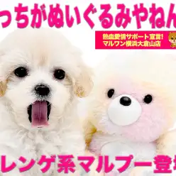 【 MIX 】どっちがぬいぐるみ?柔らかメレンゲ系カラーのドワーフマルプー!