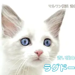 【 ラグドール 】息を呑むほど美しい瞳を持つ、ラグドールの男の子をご紹介！