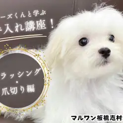 【 子犬のお手入れ 】マルチーズくんと学ぶ！基本のブラッシングと爪切り方法！
