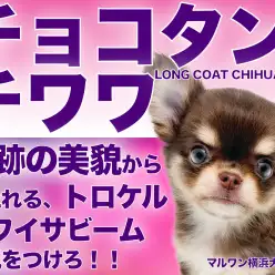 【 チワワ 】最高ルックス！柔らかチョコタンカラー！小さめサイズの女の子！